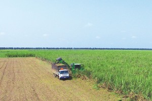Vùng nguyên liệu của TTC được ứng dụng công nghệ, cơ giới hóa và thực hiện các giải pháp trồng mía thâm canh. Trong ảnh: Thu hoạch mía tại nông trường của TTC.