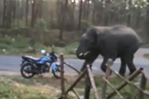 Voi nổi giận hất văng xe máy của kiểm lâm