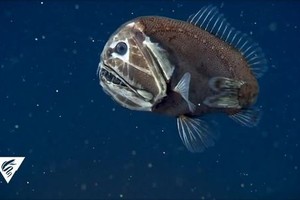 Loài cá gây sốt mạng với vẻ ngoài đáng sợ