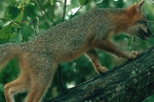 Loài cáo duy nhất có thể trèo cây thẳng đứng