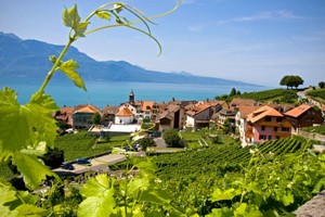 Vườn nho  St Saphorin tại thung lũng Lavaux, Thụy Sĩ. Ảnh: theguardian.