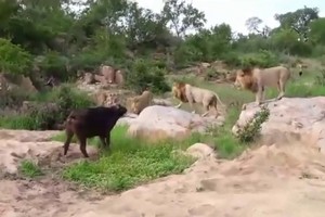 Sư tử bao vây trâu rừng cứu đồng loại