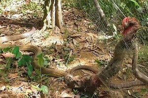 Đôi hổ mang chúa kẹt trên hàng rào khi giao phối