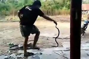 Hổ mang ngóc đầu phun nọc vào mắt người