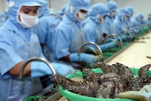 Thuế nhập khẩu hầu hết tôm nguyên liệu vào EU sẽ được giảm từ mức thuế cơ bản 12-20% xuống 0% ngay khi EVFTA có hiệu lực…. Ảnh Internet.