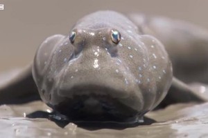 Loài cá bống sống trên cạn, biết đi bộ