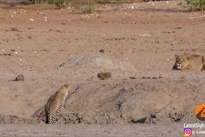 Báo hoa mai chạy thục mạng khi gặp sư tử