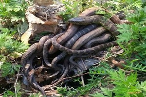 Những con rắn nước tập trung trong công viên Lakeland để giao phối. Ảnh: WSVN.