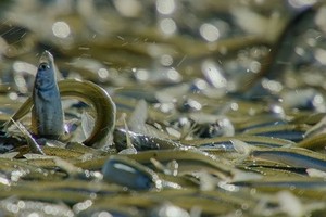 Cá grunion chen nhau trườn lên bãi biển đẻ trứng