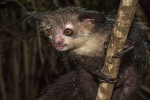 Vượn cáo Aye-aye ở Trung tâm Bảo tồn Duke Lemur (Mỹ). Ảnh: Live Science.