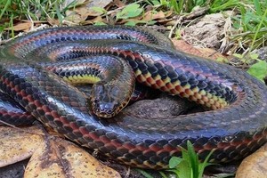 Rắn cầu vồng có thói quen sống ẩn dật. Ảnh: Newsweek.