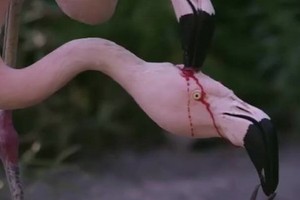 Hồng hạc nuôi con bằng 'sữa đỏ' gây sốt mạng