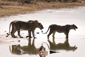 Bầy sư tử thận trọng băng qua khúc sông đầy cá sấu