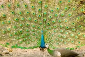 Công đực kéo đến 'đấu trường' để tranh giành bạn tình