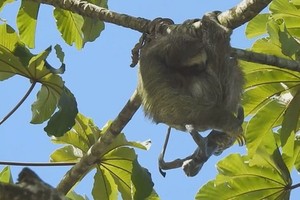 Lười mẹ suýt đánh rơi con khi đẻ trên cây