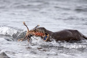 Rái cá bơi vào bờ với con tôm hùm lớn trong miệng. Ảnh: Caters News.