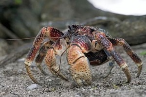 Cua dừa rất tò mò. Ảnh: Newsweek.