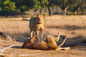 Sư tử cái chạy sang phe đối thủ quyến rũ con đực