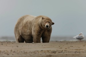 Gấu Bắc Cực Albert nặng gần 700 kg trên đảo Barter. Ảnh: Edward Boudreau.