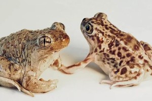 Hiện tượng lai giống được quan sát thấy ở cóc Spea bombifrons và Spea multiplicata (bên phải). Ảnh: Science.