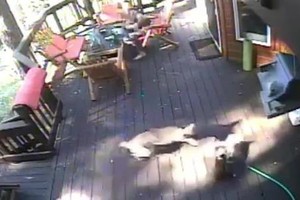 Sói lao đến vồ chó trước mặt chủ