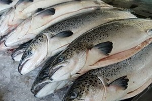 Cá hồi nguyên con được một công ty nhập khẩu về Việt Nam.