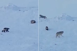 Chồn sói đơn độc chống lại đôi sói xám