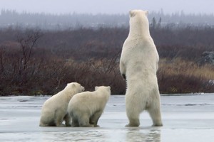 Gấu mẹ dẫn con chạy trốn khỏi gấu đực