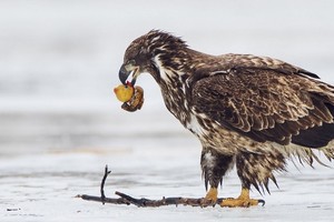 Đại bàng đầu trọc tưởng nhầm vịt cao su là thức ăn. Ảnh: Fox News.