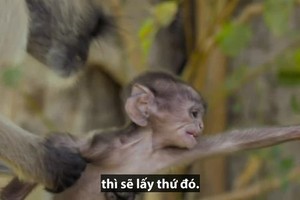 Khỉ cái giằng con từ tay đồng loại để tập nuôi