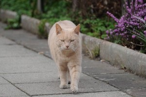 Quy trình làm việc của mèo Yang khi đến bệnh viện là chào hỏi bệnh nhân từ ngoài cửa, lang thang trong khuôn viên bệnh viện rồi ngủ trên xe cứu thương. Ảnh: North News & Pictures.