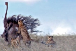 Đà điểu đực trơ mắt nhìn báo săn truy sát bạn tình