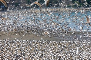 Chim đậu kín bãi biển khi Covid-19 bùng phát