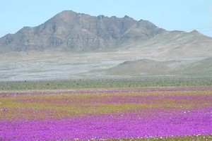 Sa mạc khô cằn biến thành biển hoa