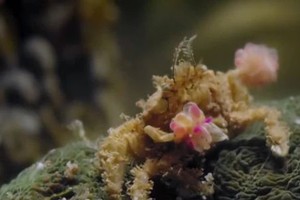 Loài cua có 'găng tay' như võ sĩ boxing