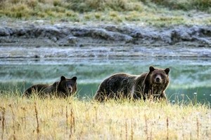 Gấu nâu hoang dã mò vào thành phố Kastoria của Hy Lạp kiếm ăn. Ảnh: AFP.