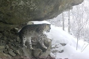 Cảnh quay hiếm về báo tuyết có nguy cơ tuyệt chủng