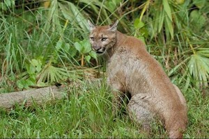 Lợn hoang phá đám trận kịch chiến của đôi báo sư tử