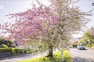 Cây anh đào gần 70 tuổi nở hoa hai màu