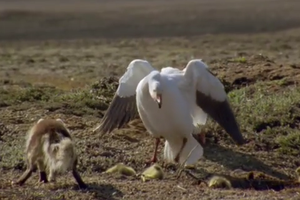 Đôi ngỗng tuyết ngơ ngác vì cáo bắt mất con