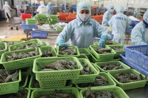 Xuất khẩu tôm quý I/2020 tăng trưởng trở lại, đạt 1,8%.