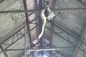 Trăn 3,5 mét đu trên xà ngang rình bắt đàn lợn