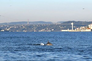 Cá heo kéo đến vùng biển ven bờ