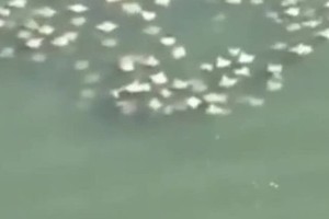 Hàng trăm cá đuối khổng lồ bơi sát mặt nước