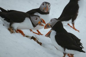 Hải âu đực đánh đuổi 'kẻ thứ ba'