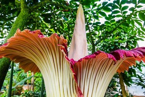 Hoa xác thối khổng lồ bung nở sau 3 năm