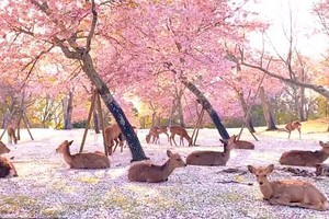 Bình yên khung cảnh đàn hươu tụ tập, nghỉ ngơi giữa rừng hoa anh đào tại Nhật Bản