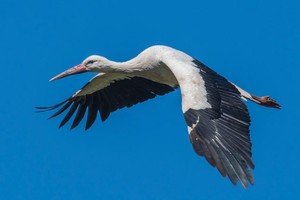Ảnh Shutterstock.
