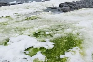 Tuyết xanh do tảo nở hoa gây ra. Ảnh: Newsweek.