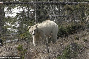 Gấu xám Bắc Mỹ có bộ lông trắng như tuyết cực kỳ quý hiếm xuất hiện ở Canada